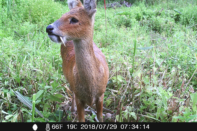 Chinese Water Deer