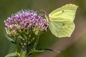 Male Brimstone