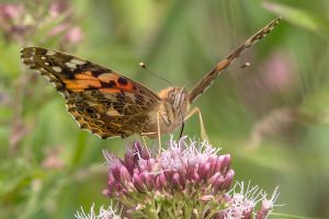 Painted lady © Ann Kerridge