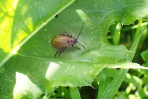 Galeruca laticollis James Emerson