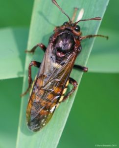 Giant Sawfly Dave Bordericj