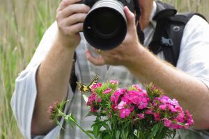 Swallowtail Day 3 - taken by Butterfly Conservation