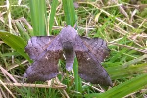 Poplar Hawk Moth - Will Fitch