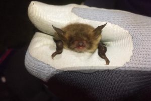 Natterer's bat