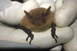 Pipistrelle