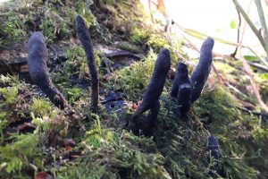 Dead Mans Fingers by Will Fitch