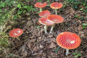 Fly Agaric by Annie Kerridge