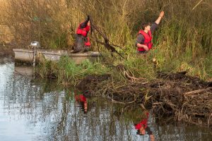 clearing scrub