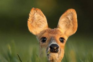 Chinese water deer