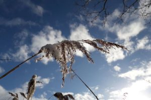Frosted reed