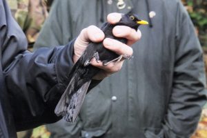 blackbird