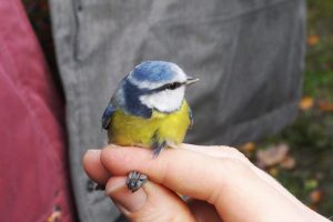 Blue tit