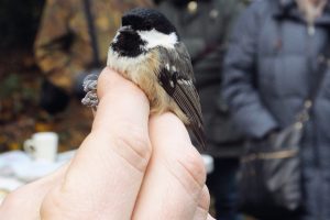 coal tit