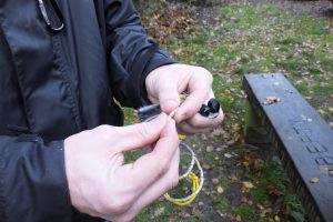 ringing great tit