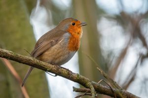 winter robin