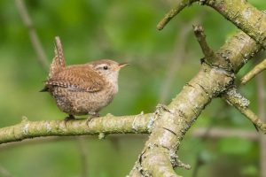 Wren