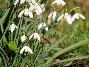 snowdrops