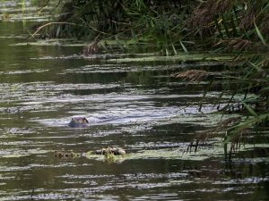 Otter at Wheatfen