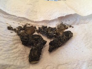 Otter spraint