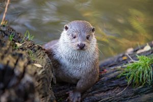 Eurasian otter