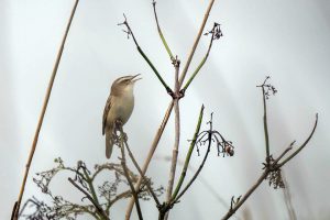 Sedge warbler by ann kerridge