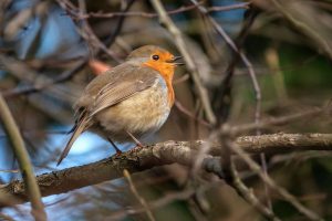 robin by ann kerridge