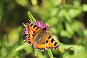 small tortoiseshell butterfly