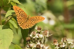 silver washed fritillary by ann kerridge