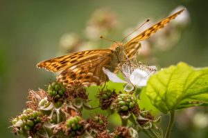silver washed fritillary close up