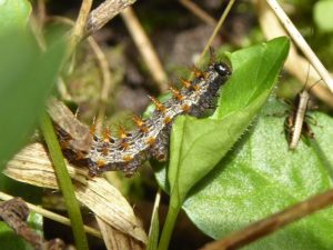 silver washed fritillary caterpillar by Kevin Radley