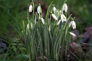 Snowdrops close up
