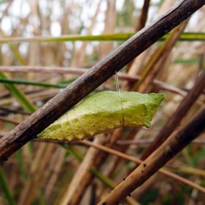 Swallowtail pupa