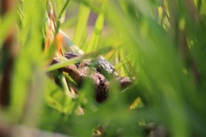 Grass snake