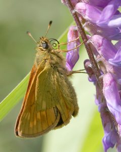 Tufted vetch and large skipper