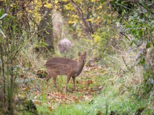 chinese water deer 2 by annie kerridge