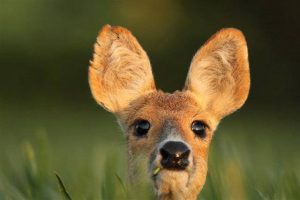 chinese water deer close up by will fitch